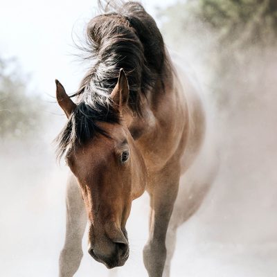 Training für Resilienz und Kommunikation in der Team- und Organisationsentwicklung. Team- und Organisationsentwicklungstraining zur Verbesserung von Resilienz, Kommunikation und beruflichen Kompetenzen für Fach- und Führungskräfte.